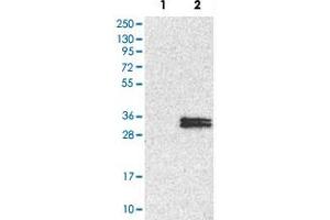 Western Blot analysis of Lane 1: negative control (vector only transfected HEK293T cell lysate) and Lane 2: over-expression lysate (co-expressed with a C-terminal myc-DDK tag in mammalian HEK293T cells) with NDUFS3 polyclonal antibody .