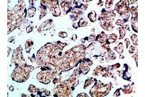 Immunohistochemical analysis of paraffin-embedded Human-placenta, antibody was diluted at 1:100 (BMPR1B Antikörper  (AA 21-70))