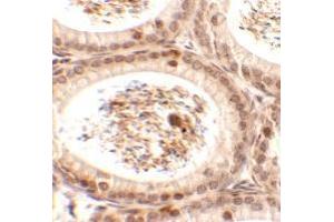 Immunohistochemistry of SPATA3 in mouse testis tissue with SPATA3 antibody at 2. (SPATA3 Antikörper  (C-Term))