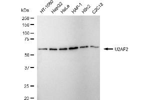 Western blotting analysis using U2AF2 antibody (ABIN7800701). (Rekombinanter U2AF2 Antikörper)