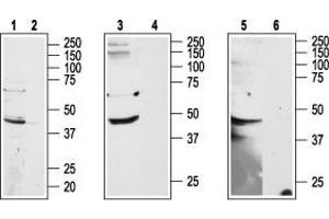 Adenosine A2b Receptor (ADORA2B) peptide