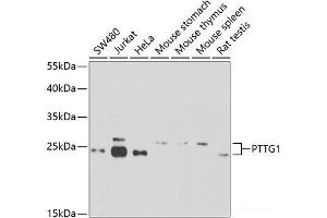 Western blot analysis of extracts of various cell lines using PTTG1 Polyclonal Antibody at dilution of 1:1000. (PTTG1 Antikörper)