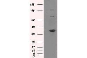 Image no. 1 for anti-Nucleotide Exchange Factor SIL1 (SIL1) antibody (ABIN1496809) (SIL1 Antikörper)
