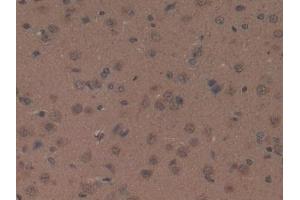 Detection of OXA in Rat Brain Tissue using Polyclonal Antibody to Orexin A (OXA) (Orexin A Antikörper  (AA 32-123))