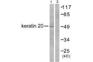 Western Blotting (WB) image for anti-Keratin 20 (KRT20) (C-Term) antibody (ABIN1848636) (KRT20 Antikörper  (C-Term))