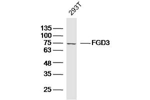 293T lysates probed with FGD3 Polyclonal Antibody, Unconjugated  at 1:300 dilution and 4˚C overnight incubation.