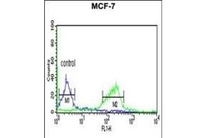 C Antibody (C-term) (ABIN653956 and ABIN2843176) flow cytometric analysis of MCF-7 cells (right histogram) compared to a negative control cell (left histogram). (C9ORF91 Antikörper  (C-Term))
