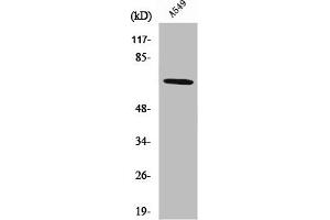 Western Blot analysis of A549 cells using Nox3 Polyclonal Antibody (NOX3 Antikörper  (Internal Region))