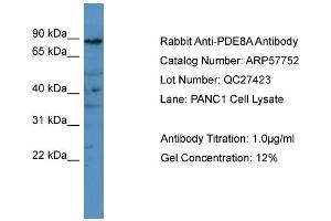WB Suggested Anti-PDE8A  Antibody Titration: 0. (PDE8A Antikörper  (C-Term))