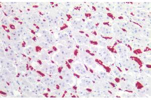 Immunohistochemistry staining of human adrenal (paraffin-embedded sections) with anti-CD235ab (HIR2), 10 μg/mL. (CD235ab Antikörper  (N-Term))