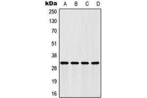 Western blot analysis of FHL2 expression in HeLa (A), HepG2 (B), mouse brain (C), H9C2 (D) whole cell lysates.
