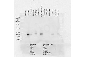 Western Blot analysis of Rat Brain, Heart, Kidney, Liver, Pancreas, Skeletal muscle, Spleen, Testes, Thymus cell lysates showing detection of Alpha B Crystallin protein using Mouse Anti-Alpha B Crystallin Monoclonal Antibody, Clone 3A10-C9 . (CRYAB Antikörper  (Biotin))