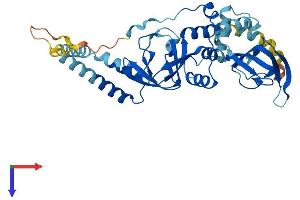 PRKAR1A Protein (AA 1-381) (His tag)