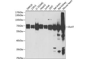Western blot analysis of extracts of various cell lines, using DLAT antibody (ABIN6129524, ABIN6139639, ABIN6139640 and ABIN6221886) at 1:1000 dilution. (DLAT Antikörper  (AA 1-290))