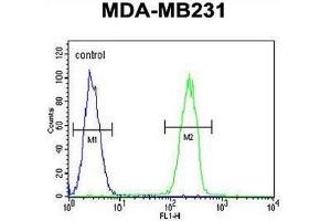 CASP5 Antibody (Center) flow cytometric analysis of MDA-MB231 cells (right histogram) compared to a negative control cell (left histogram). (CASP5 Antikörper  (Middle Region))