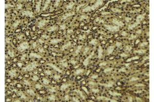 ABIN6277094 at 1/100 staining Mouse kidney tissue by IHC-P. (MAPK7 Antikörper  (Internal Region))