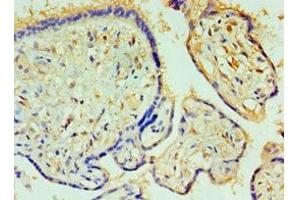 Immunohistochemistry of paraffin-embedded human placenta tissue using ABIN7146759 at dilution of 1:100 (CPA1 Antikörper  (AA 111-419))