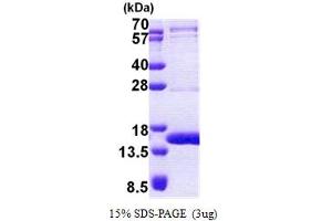 SDS-PAGE (SDS) image for TEN1 Telomerase Capping Complex Subunit (TEN1) (AA 1-123) protein (His tag) (ABIN7280306)