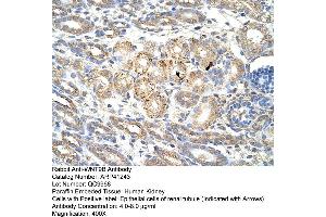 Rabbit Anti-WNT9B Antibody  Paraffin Embedded Tissue: Human Kidney Cellular Data: Epithelial cells of renal tubule Antibody Concentration: 4. (WNT9B Antikörper  (C-Term))