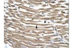 Image no. 1 for anti-Transcription Factor AP-4 (Activating Enhancer Binding Protein 4) (TFAP4) (AA 264-313) antibody (ABIN202277)