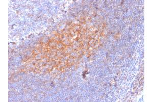 Formalin-fixed, paraffin-embedded human Lymph Node stained with CD81 Mouse Monoclonal Antibody (1. (CD81 Antikörper)
