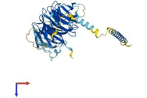 WDR18 Protein (AA 1-432) (His tag)