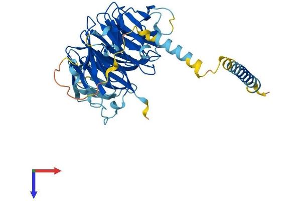 WDR18 Protein (AA 1-432) (His tag)