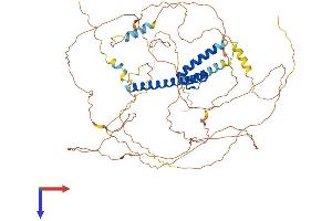 TCF4 Protein (AA 1-667) (His tag)