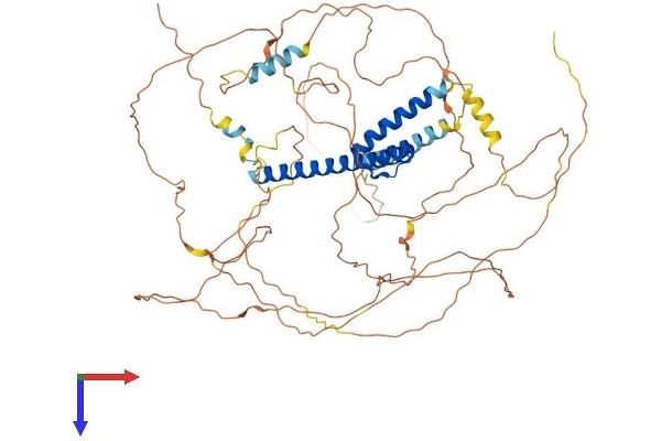 TCF4 Protein (AA 1-667) (His tag)