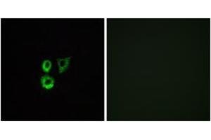 Immunofluorescence analysis of A549 cells, using OR2T3/2T34 Antibody. (OR2T3/2T34 (AA 269-318) Antikörper)