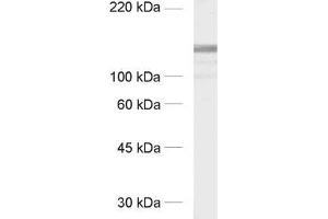 dilution: 1 : 1000, sample: crude synaptic membranes fraction of rat brain (LP1) (GRIP1 Antikörper  (AA 662-769))