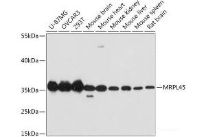 Western blot analysis of extracts of various cell lines using MRPL45 Polyclonal Antibody at dilution of 1:1000.