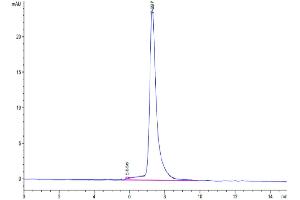 The purity of Human MERTK is greater than 95 % as determined by SEC-HPLC. (MERTK Protein (AA 21-505) (His tag))
