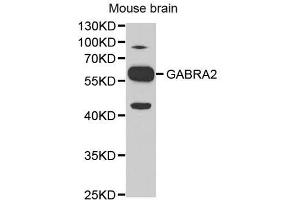 Western blot analysis of extracts of mouse brain, using GABRA2 antibody. (GABRA2 Antikörper)