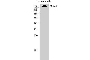 Western Blot analysis of mouse-musle cells using COL4A1 Polyclonal Antibody diluted at 1:500 (COL4A1 Antikörper  (N-Term))