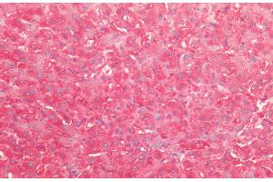 Immunohistochemistry analysis using Rabbit Anti-HSP60 Polyclonal Antibody (ABIN2484799). (HSPD1 Antikörper  (FITC))