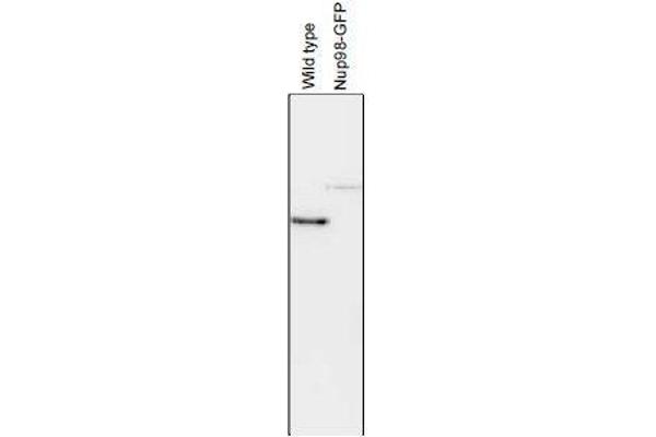 NUP98 Antikörper  (AA 1-466)