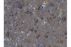 Immunohistochemistry (IHC) image for anti-Glutaredoxin 3 (GLRX3) (AA 73-320) antibody (ABIN7443266)