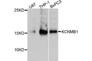 Western blot analysis of extract of various cells, using KCNMB1 antibody.