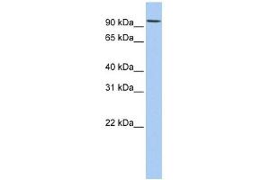 RNF19A antibody used at 1 ug/ml to detect target protein.