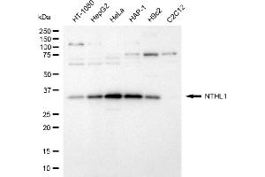 Western blotting analysis using NTHL1 antibody (ABIN7799629). (Rekombinanter Nth Endonuclease III-Like 1 (NTHL1) Antikörper)