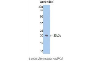 Western Blotting (WB) image for anti-Erythropoietin Receptor (EPOR) (AA 314-467) antibody (ABIN3209697) (EPOR Antikörper  (AA 314-467))