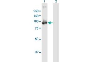 Western Blot analysis of PDE6B expression in transfected 293T cell line by PDE6B MaxPab polyclonal antibody. (PDE6B Antikörper  (AA 1-853))