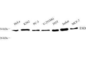 Western blot analysis of ESD (ABIN7073862) at dilution of 1: 800 (Esterase D Antikörper)