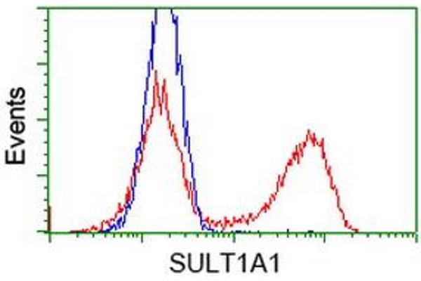SULT1A1 Antikörper