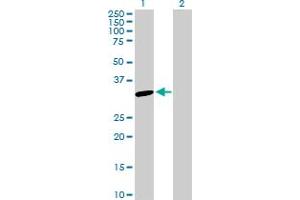 Western Blot analysis of SNAP29 expression in transfected 293T cell line by SNAP29 MaxPab polyclonal antibody.