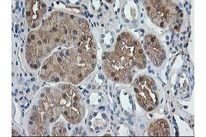 Immunohistochemical staining of paraffin-embedded Human Kidney tissue using anti-ACY1 mouse monoclonal antibody. (Aminoacylase 1 Antikörper)