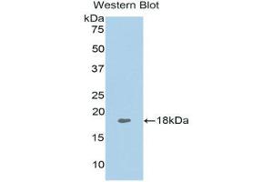 Western Blotting (WB) image for anti-Tumor Necrosis Factor (Ligand) Superfamily, Member 13 (TNFSF13) (AA 105-250) antibody (ABIN1078630) (TNFSF13 Antikörper  (AA 105-250))