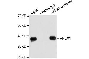 Immunoprecipitation analysis of 200ug extracts of HeLa cells using 1ug APEX1 antibody. (APEX1 Antikörper)