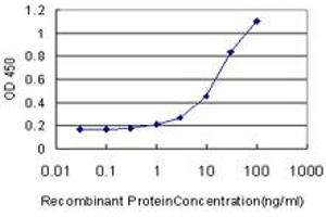 Detection limit for recombinant GST tagged GDF11 is approximately 1ng/ml as a capture antibody. (GDF11 Antikörper  (AA 310-407))